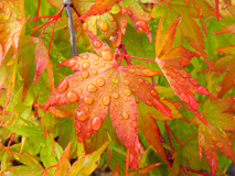 Maple Rain